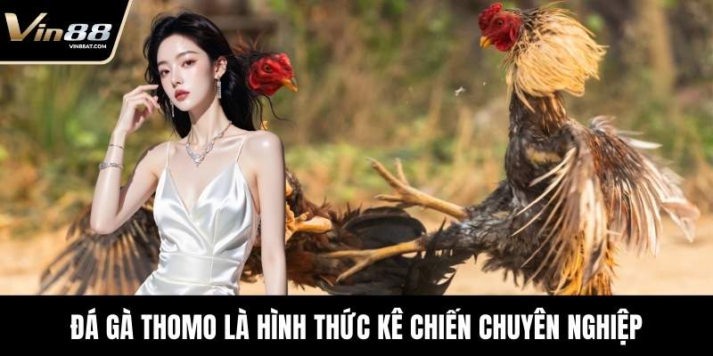 Đá gà Thomo là hình thức kê chiến chuyên nghiệp