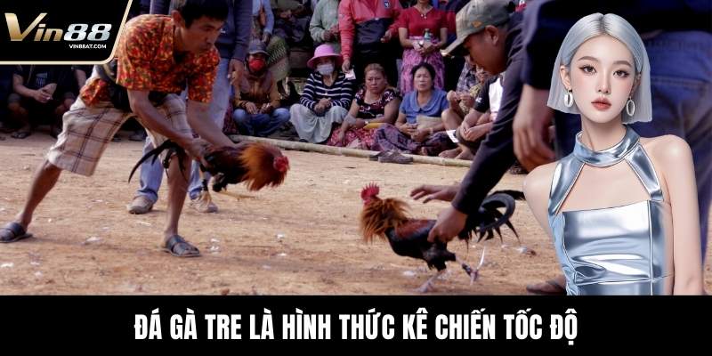 Đá gà tre là hình thức kê chiến tốc độ