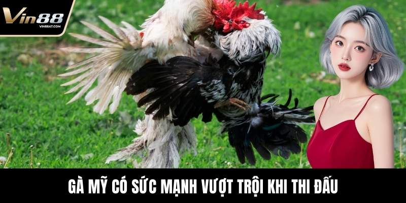 Gà Mỹ có sức mạnh vượt trội khi thi đấu