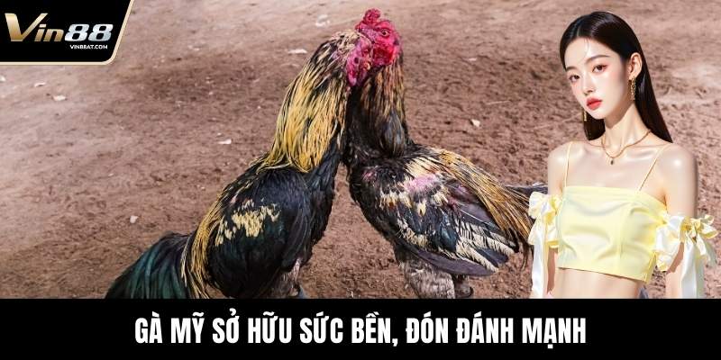 Gà Mỹ sở hữu sức bền, đón đánh mạnh