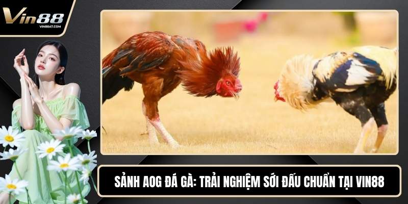 Sảnh AOG Đá Gà - Trải Nghiệm Sới Đấu Chuẩn Tại VIN88