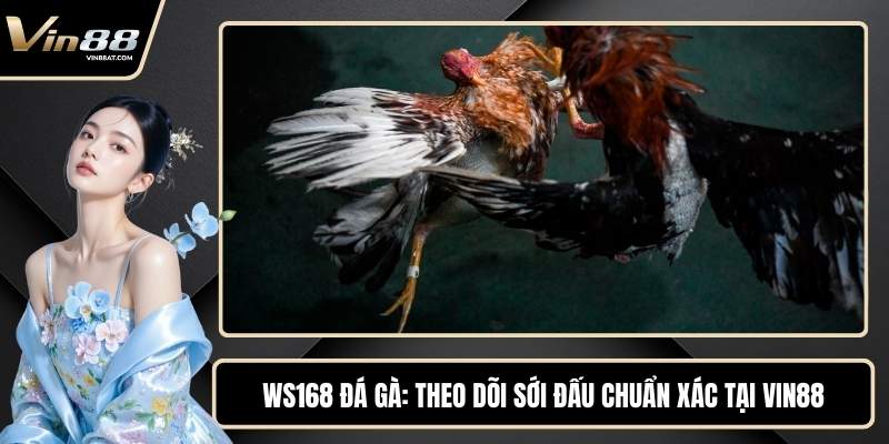 WS168 Đá Gà - Theo Dõi Sới Đấu Chuẩn Xác Tại VIN88
